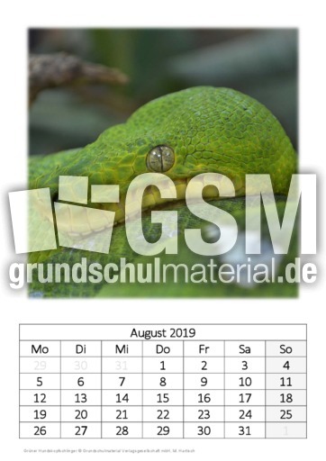 August_Grüner Hundskopfschlinger.pdf